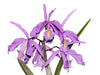 Cattleya maxima tall