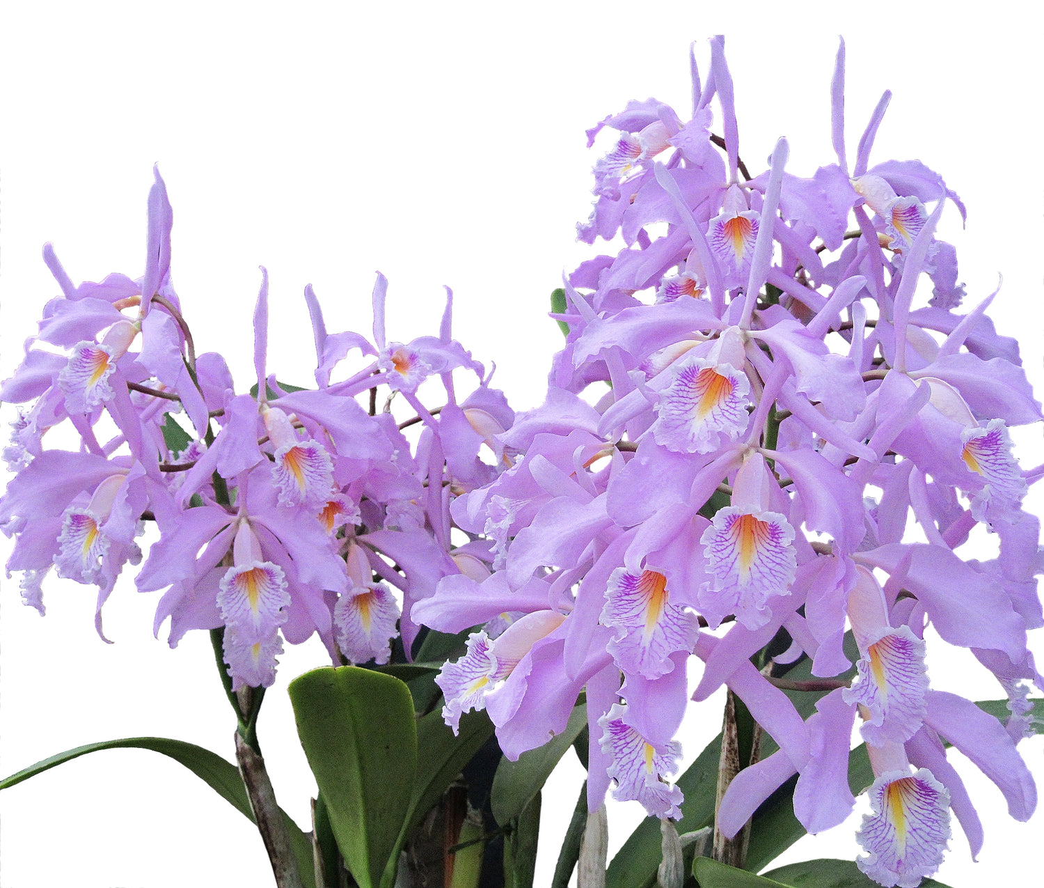 Cattleya maxima tall