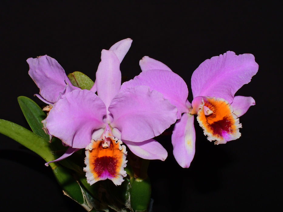 Cattleya percivaliana 'Charito 0454'
