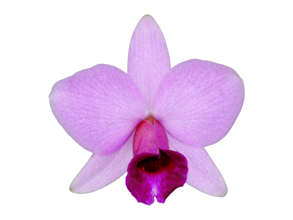 Laelia praestans