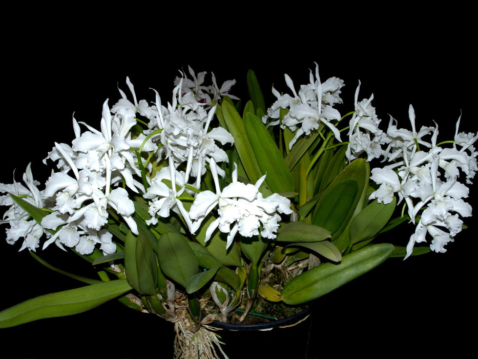 Cattleya purpurata f. alba