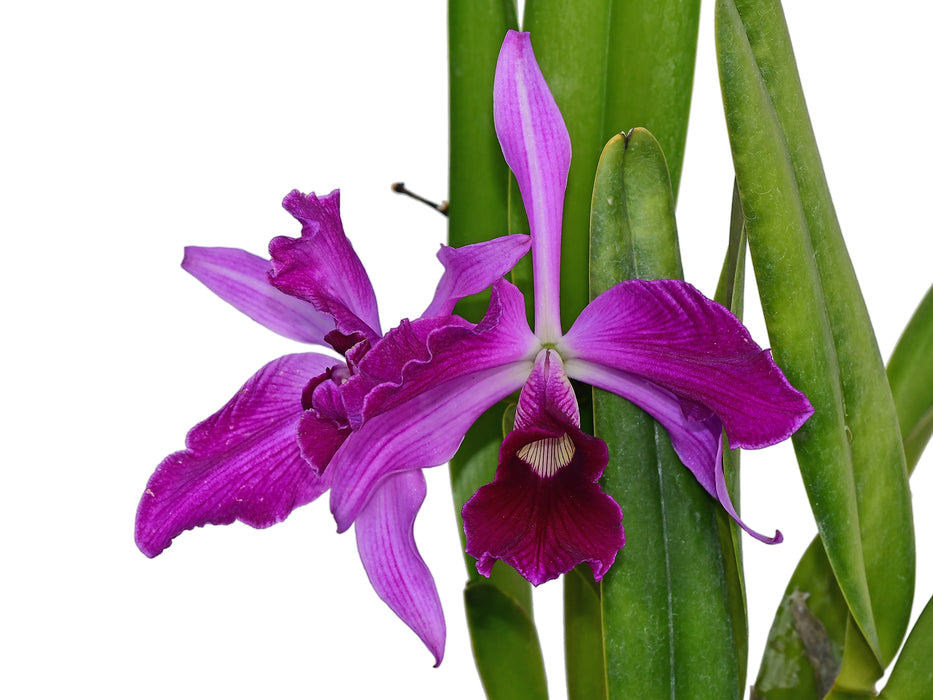Cattleya purpurata f. carnea x rubra