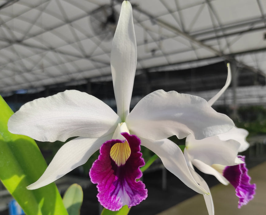 Cattleya purpurata uba tuba