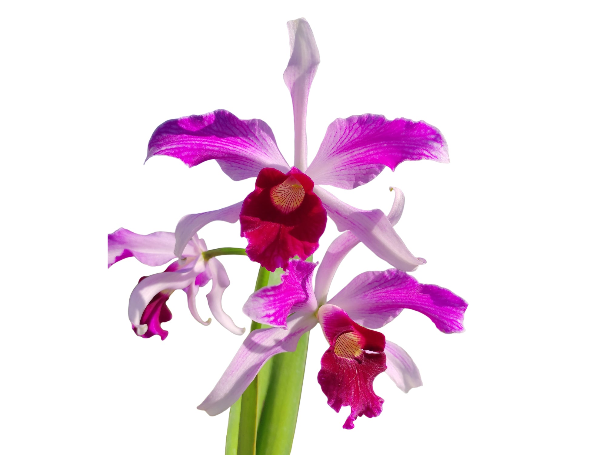 Cattleya purpurata var. atropurpurea 'Ecuagenera' x vinicolor