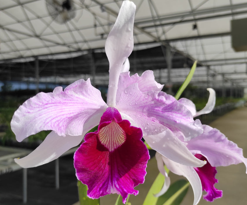 Cattleya purpurata var. atropurpurea