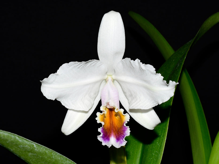 Cattleya quadricolor x self