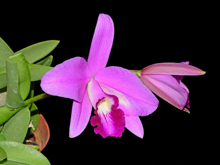 Cattleya sincorana
