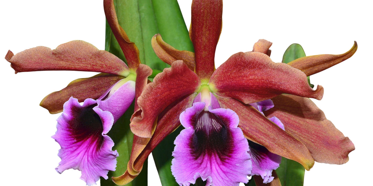 原種洋蘭 洋蘭 原種カトレア カトレア Cattleya walkeriana f. aquinii