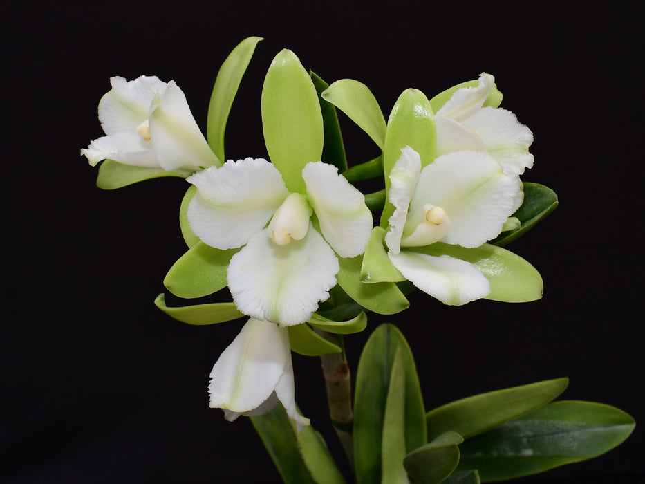 Cattleya tigrina f. albina x 'Trilabelo'