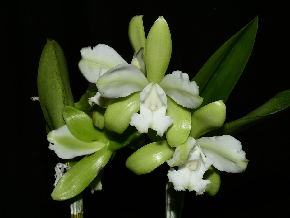 Cattleya tigrina f. albina x 'Trilabelo'