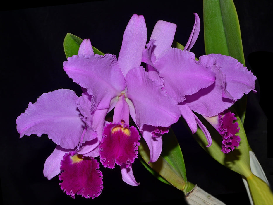Cattleya trianae