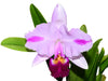 Cattleya trianae Michael x splash #118
