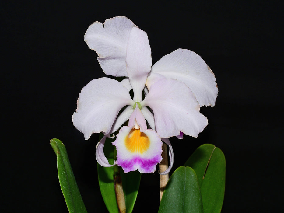 Cattleya trianae O-054