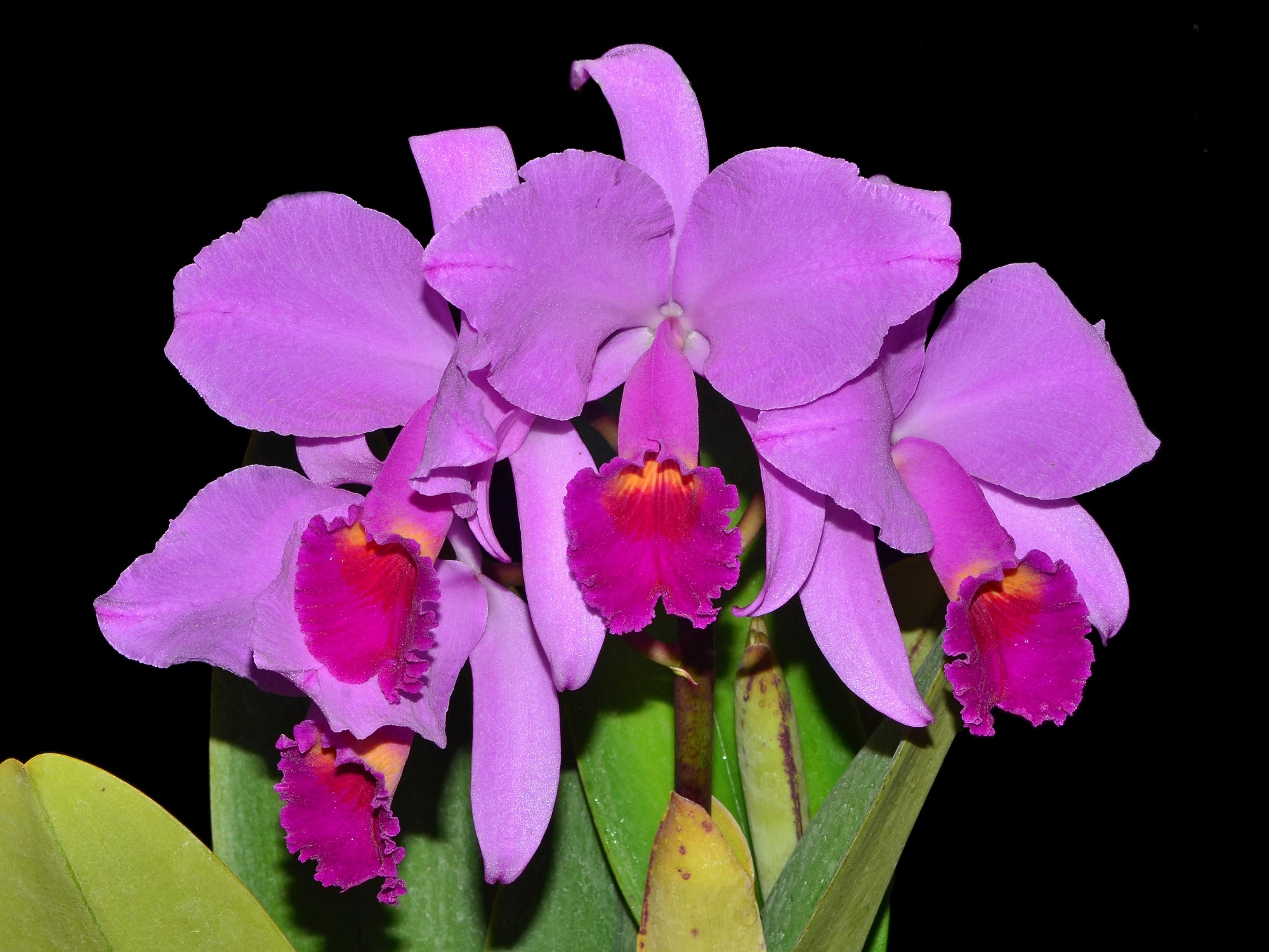 Cattleya trianae splash x 'Venezuela' — Ecuagenera USA Corp