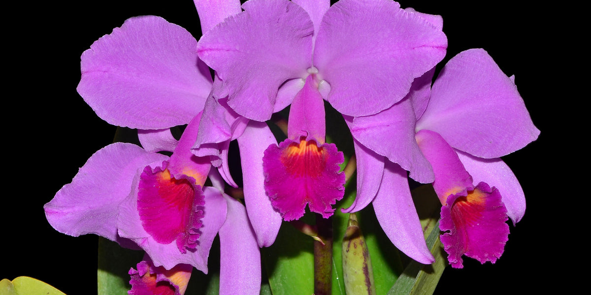 麗の妖花/ExP/BP07-011 Cattleya trianae splash x 'Venezuela' — Ecuagenera USA Corp