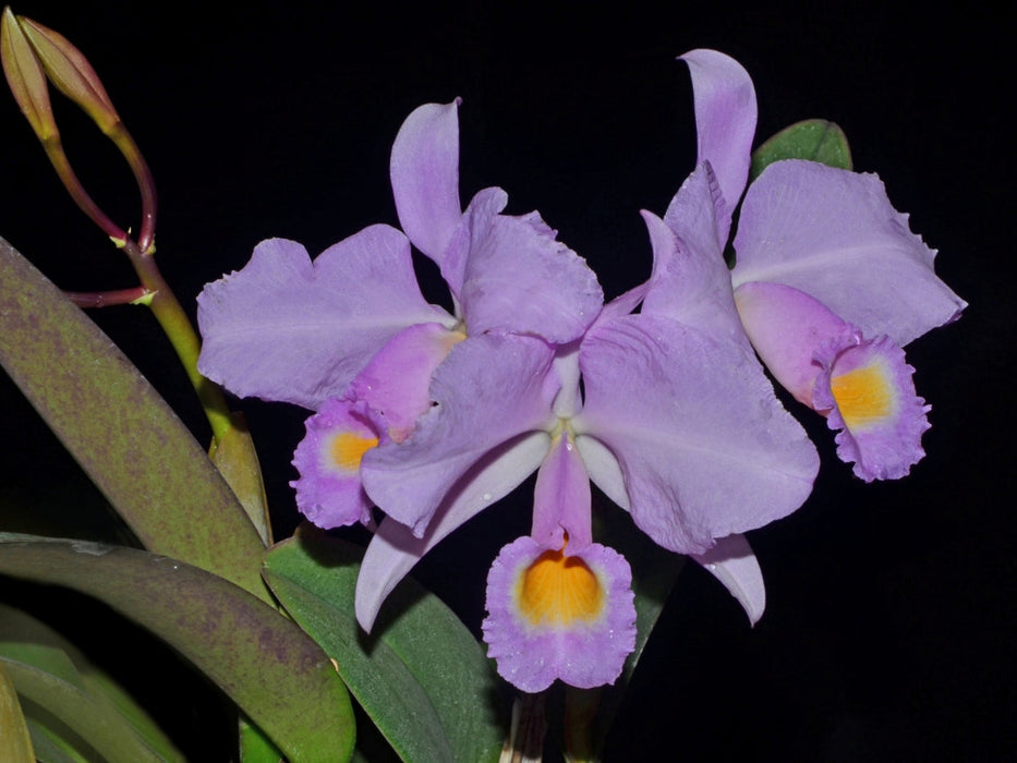 Cattleya trianae f. concolor