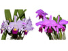 Cattleya trianae splash #133 x Sangre de Toro 'Camila'