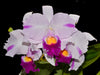 Cattleya trianae splash x splash 0607