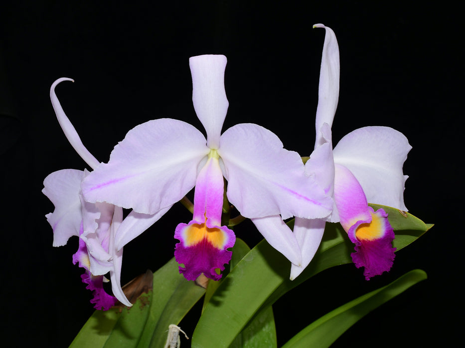 Cattleya trianae splash Ecua 0701