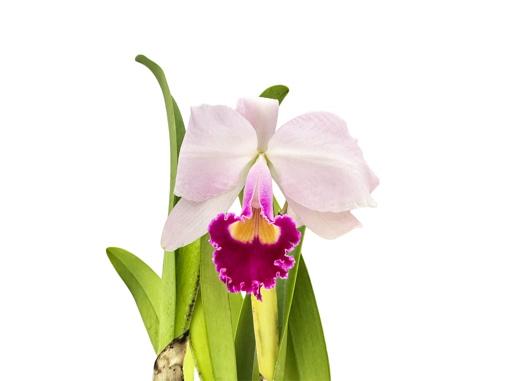 Cattleya trianae splash x Venezuela dark lip x Morlaquita - Orchid