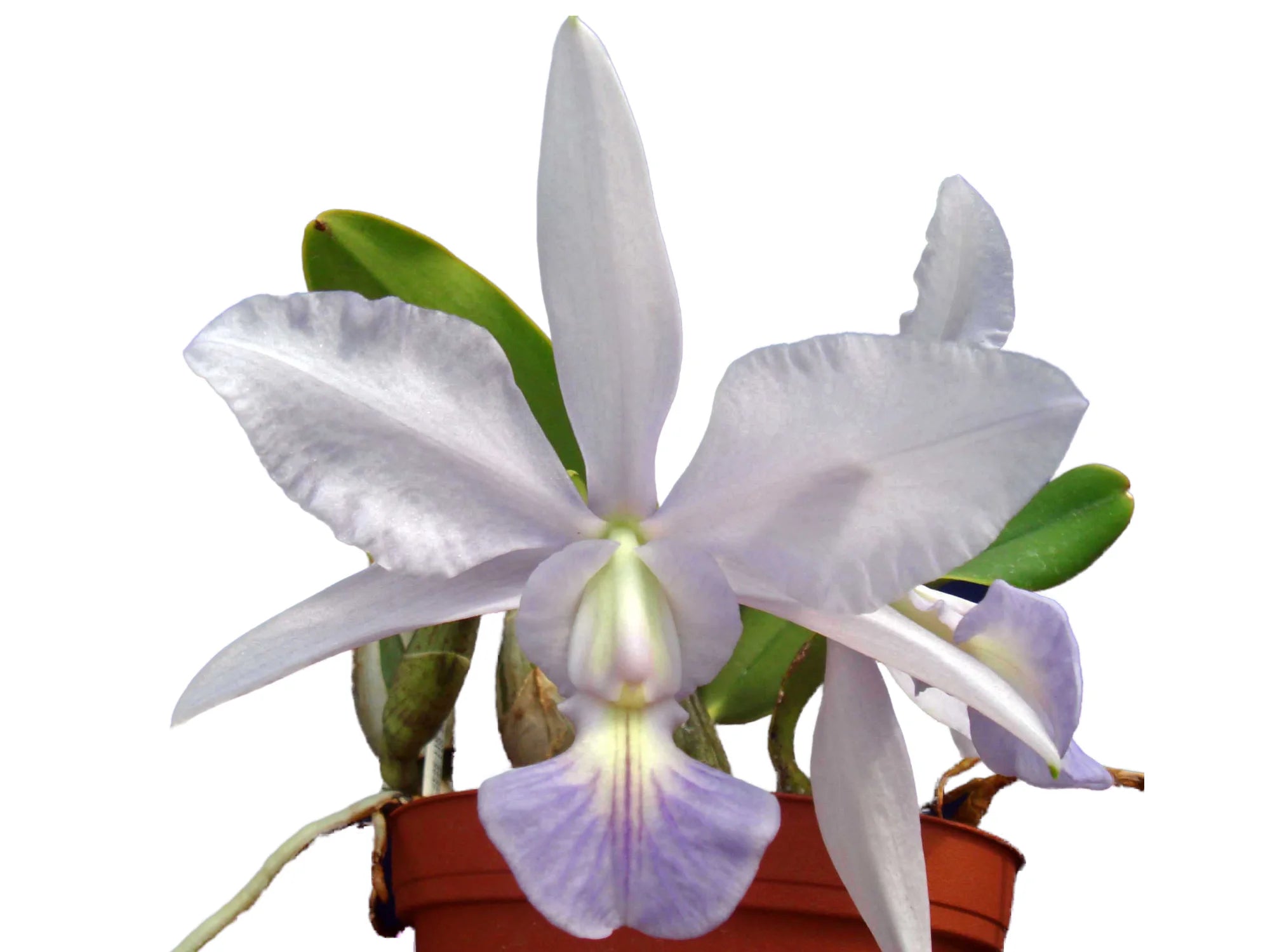 原種洋蘭 洋蘭 原種カトレア カトレア Cattleya walkeriana f. aquinii