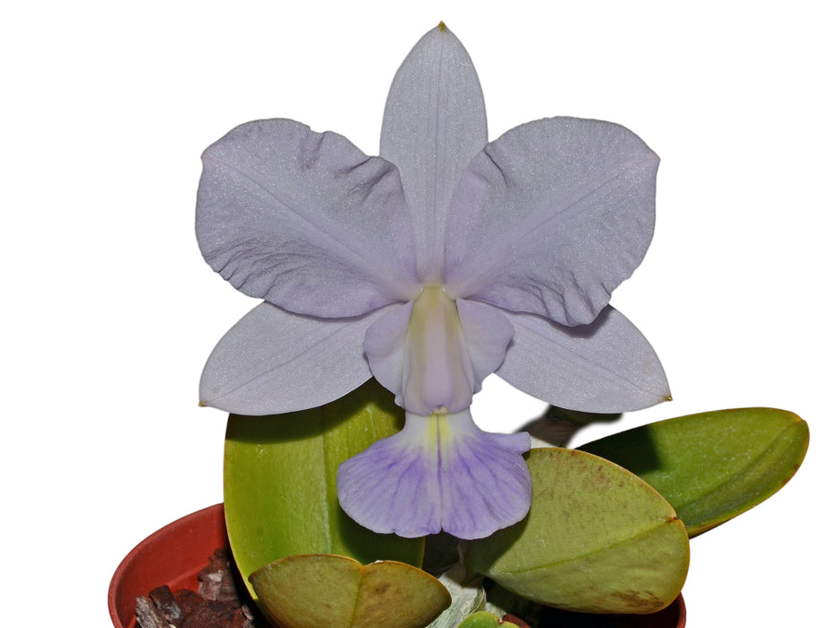 Cattleya walkeriana f. coerulea 'Ecuagenera'