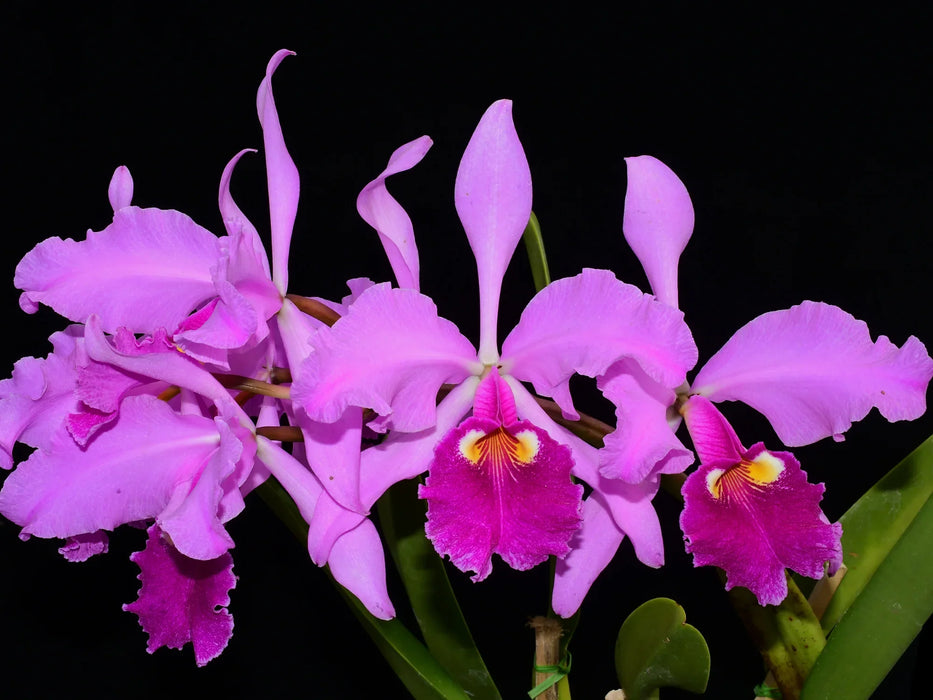Cattleya warscewiczii sanderiana Pangui