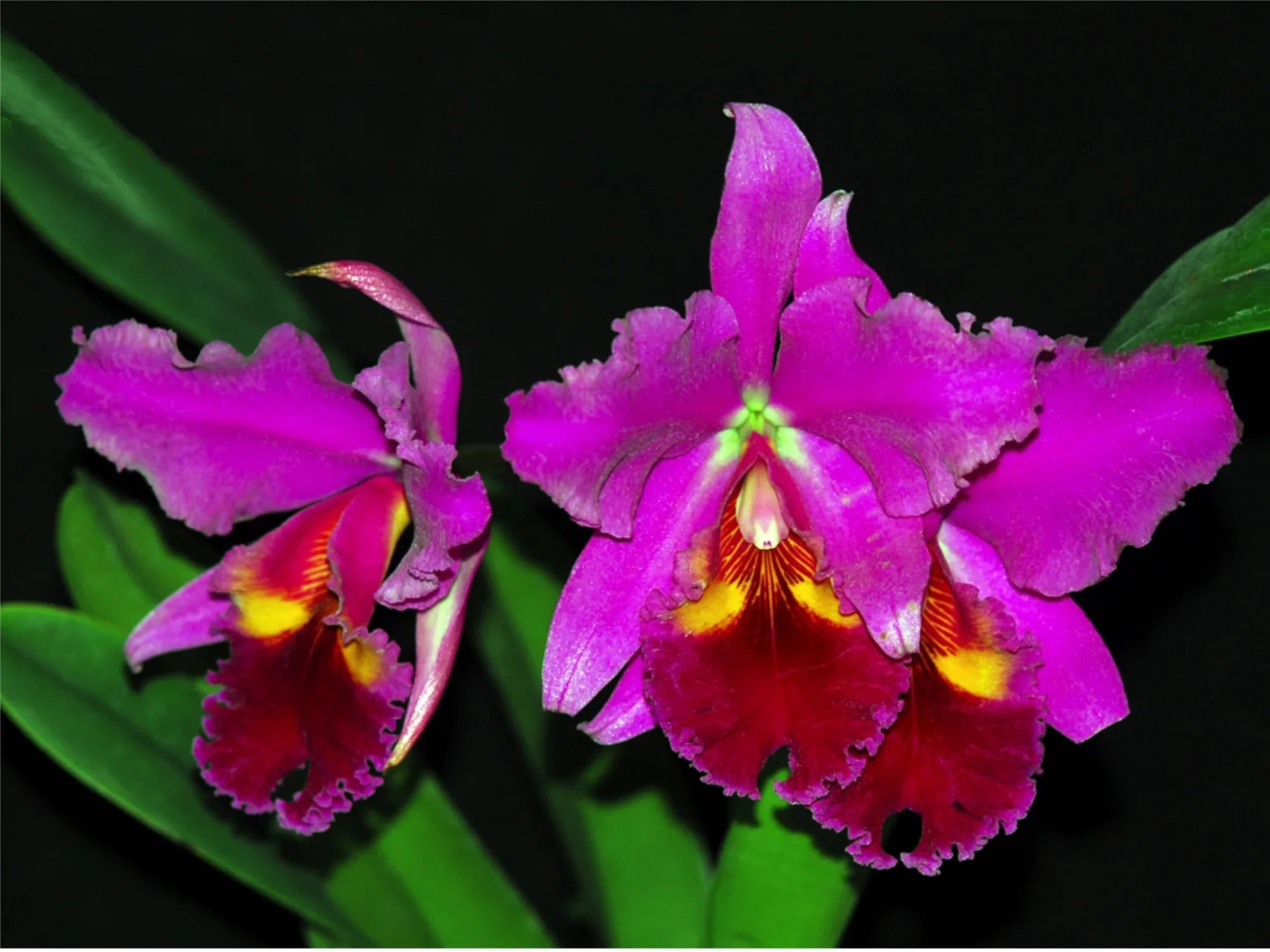 Cattleya_warscewiczii_var_sand