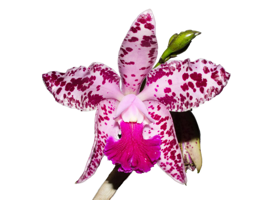 Cattleya amethystoglossa 'Pink' x' Big'