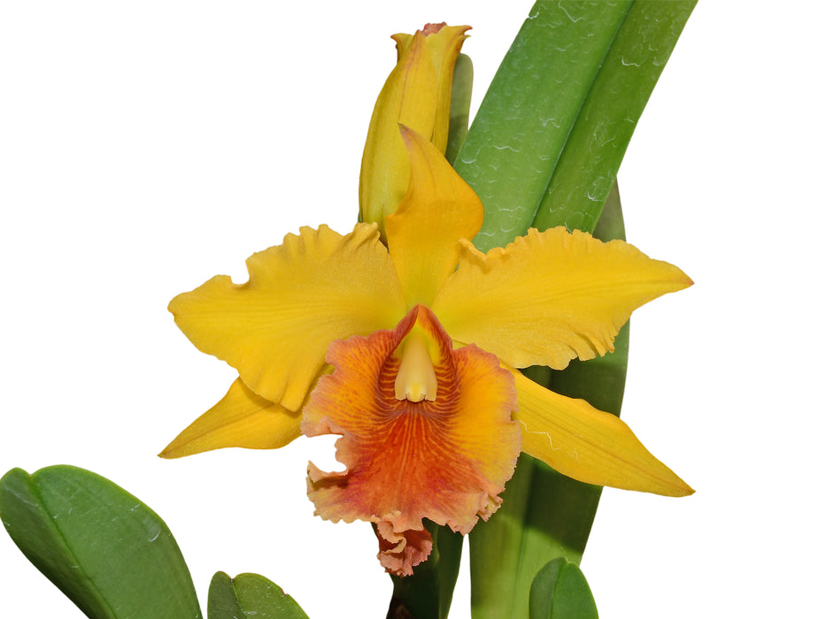 Cattleya dowiana x Hibrido Amarillo