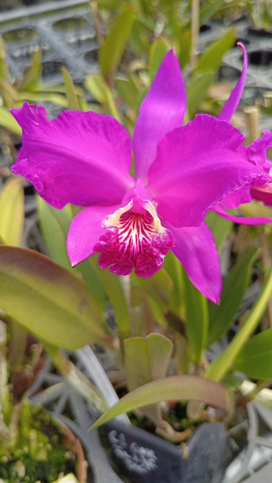 Cattleya lueddemanniana 'Cesar Fernandez' x 'Infierno' 'Deni'