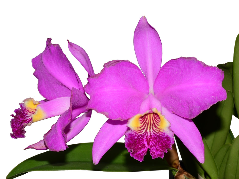 Cattleya lueddemanniana 'Camila' x 'Rombito'