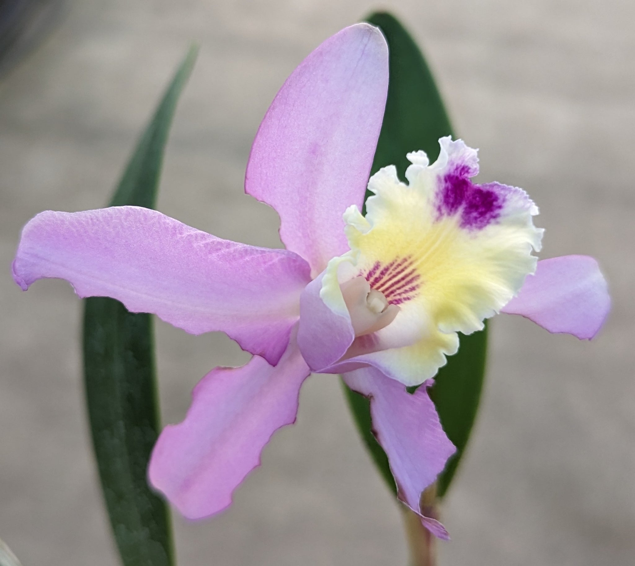 Orchids — Page 8 — Ecuagenera USA Corp