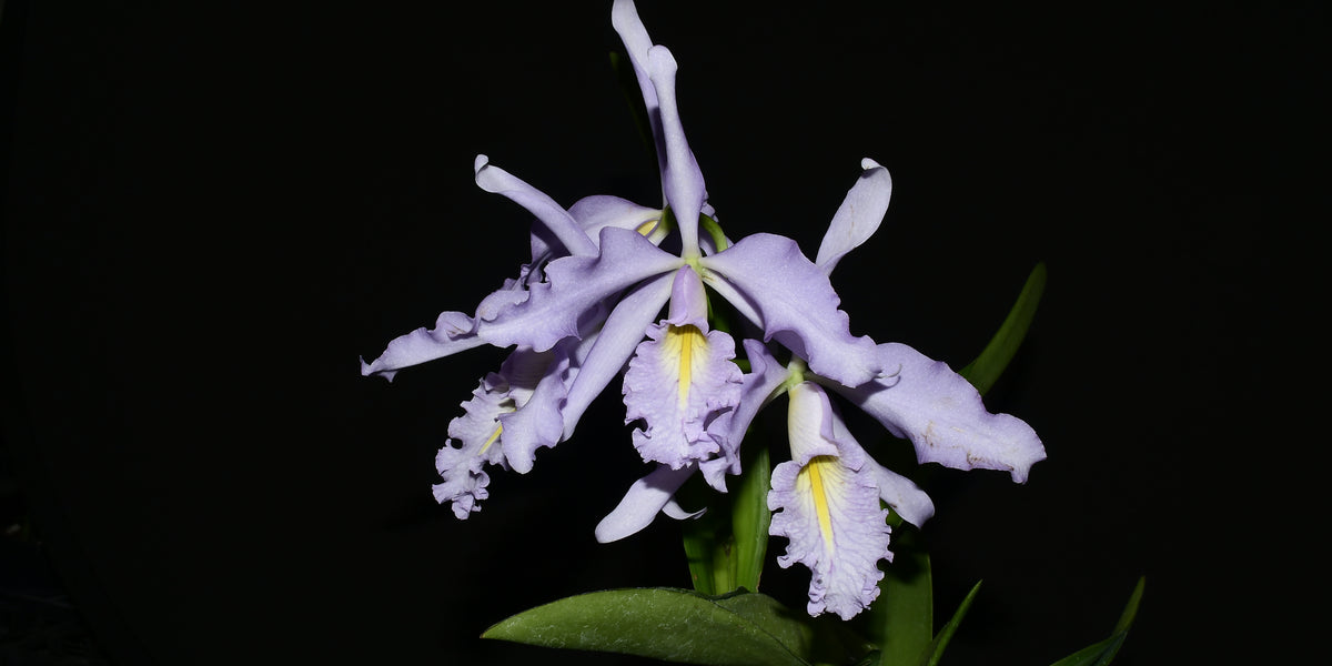 Cattleya maxima f. coerulea 'Gigi' x 'Angelo' X 'Scott