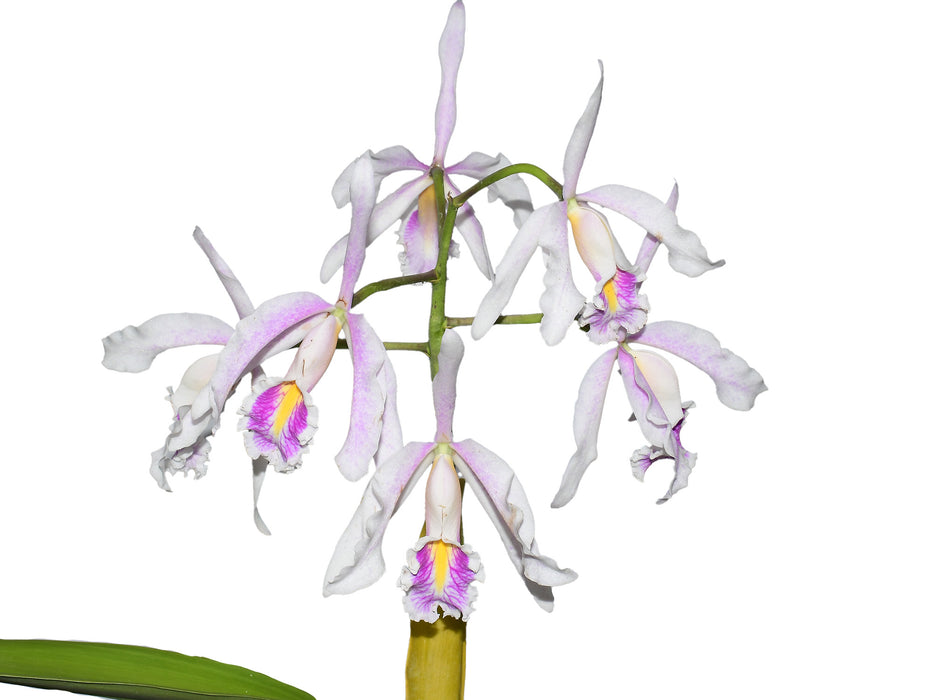 Cattleya maxima f. semialba 'Felipe' x f. semialba pink lip