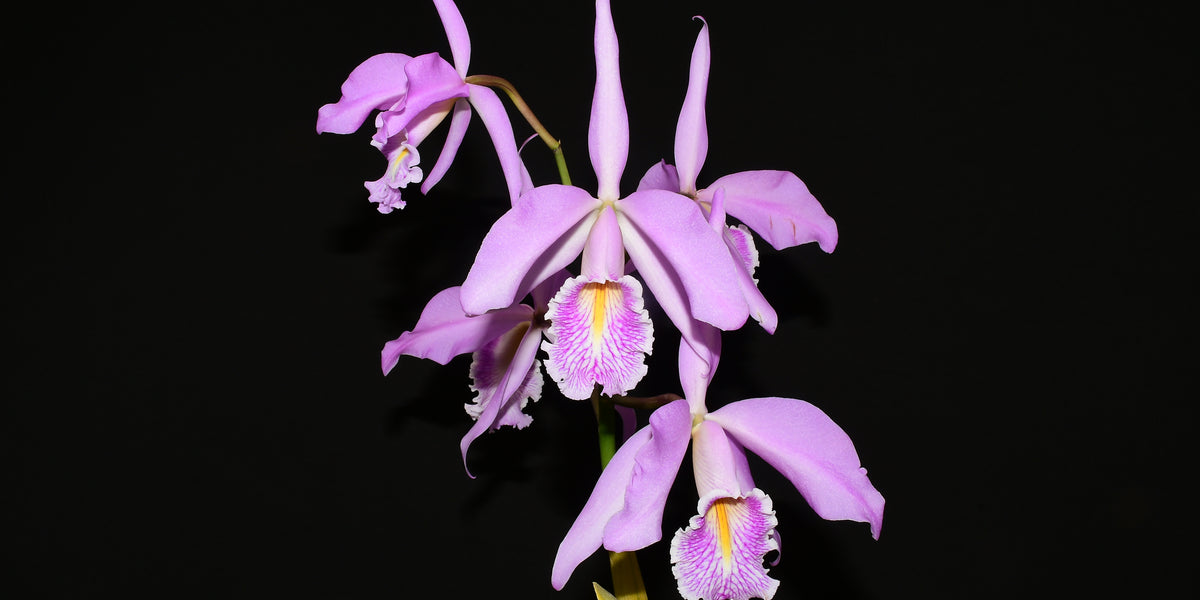 Cattleya maxima yellow lip 'Ingrid' x cod 8052 — Ecuagenera USA Corp