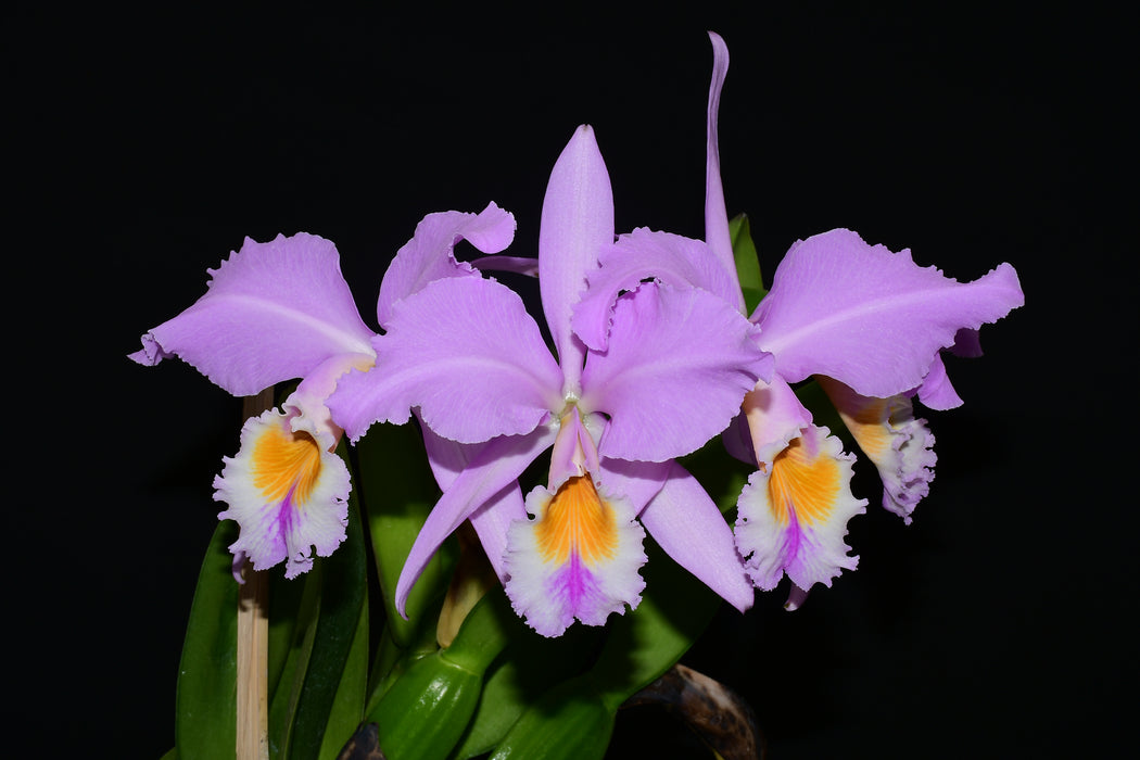 Cattleya mendelii 'Clarita' 001890