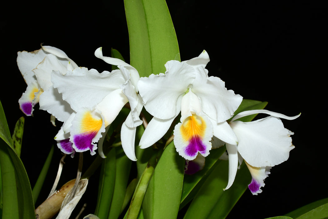 Cattleya quadricolor Ecua 0570