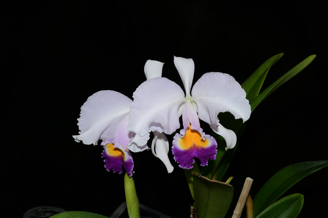 Cattleya trianae coerulea