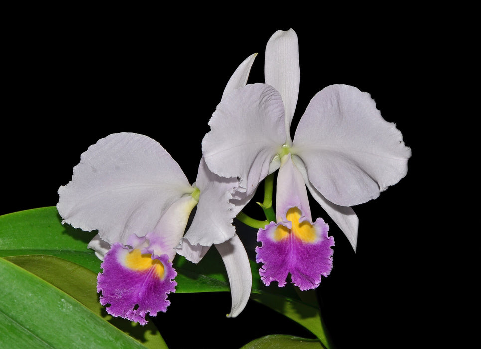 Cattleya trianae var coerulea 'Marina' x 'Cielo Azul'