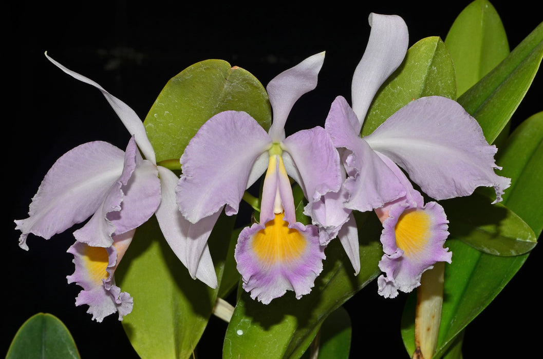 Cattleya trianae Luchita 0567
