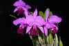 Cattleya trianae Sangre de Toro 'Camila' 0621