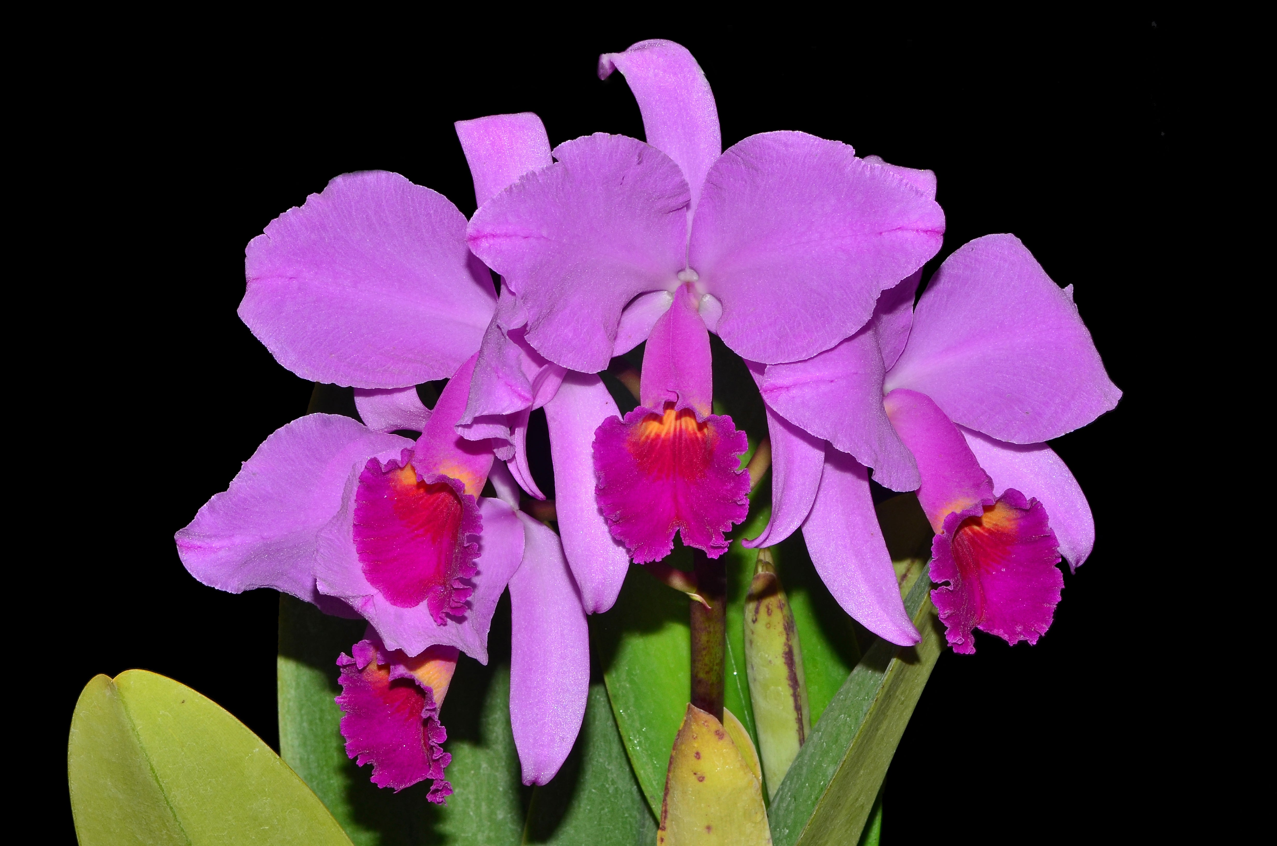 Cattleya trianae splash x 'Venezuela' — Ecuagenera USA Corp