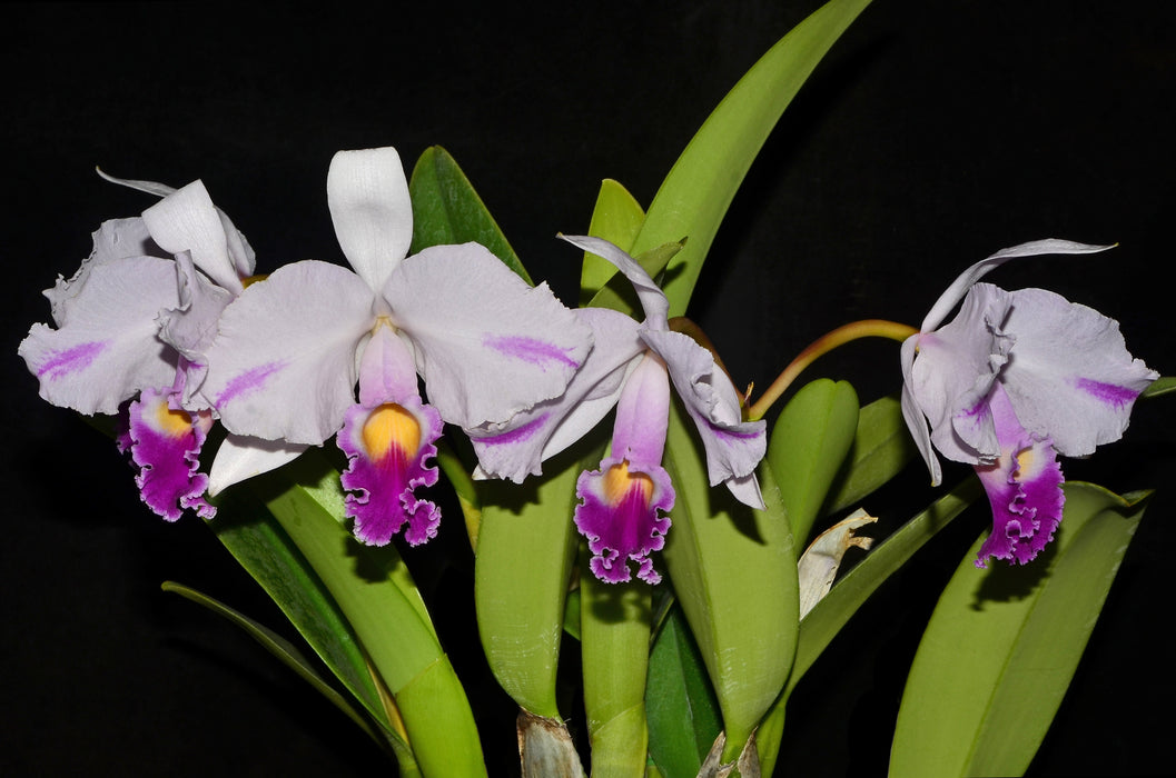 Cattleya trianae splash 'Abundancia' 0618