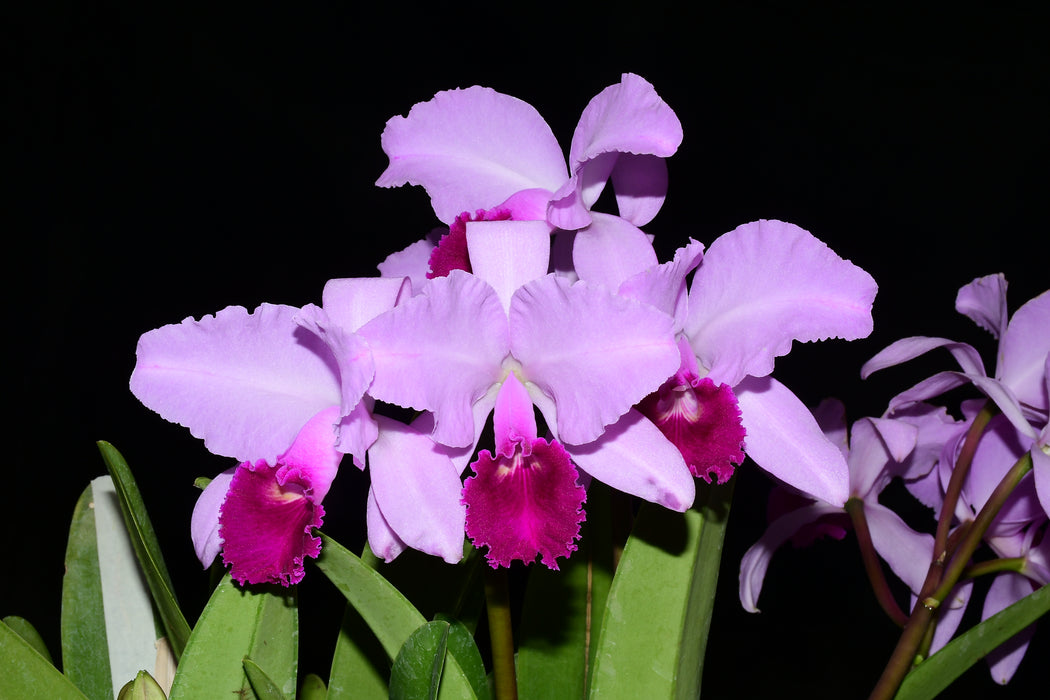 Cattleya trianae splash 'Pequitas' 0625