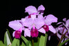 Cattleya trianae splash 'Pequitas' 0625