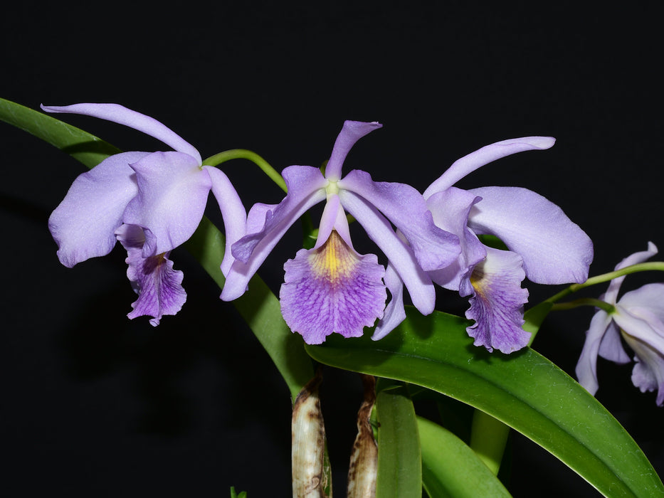 Cattlianthe Chloris f. coerulea