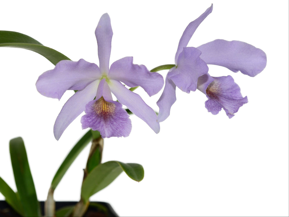 Cattlianthe Chloris f. coerulea