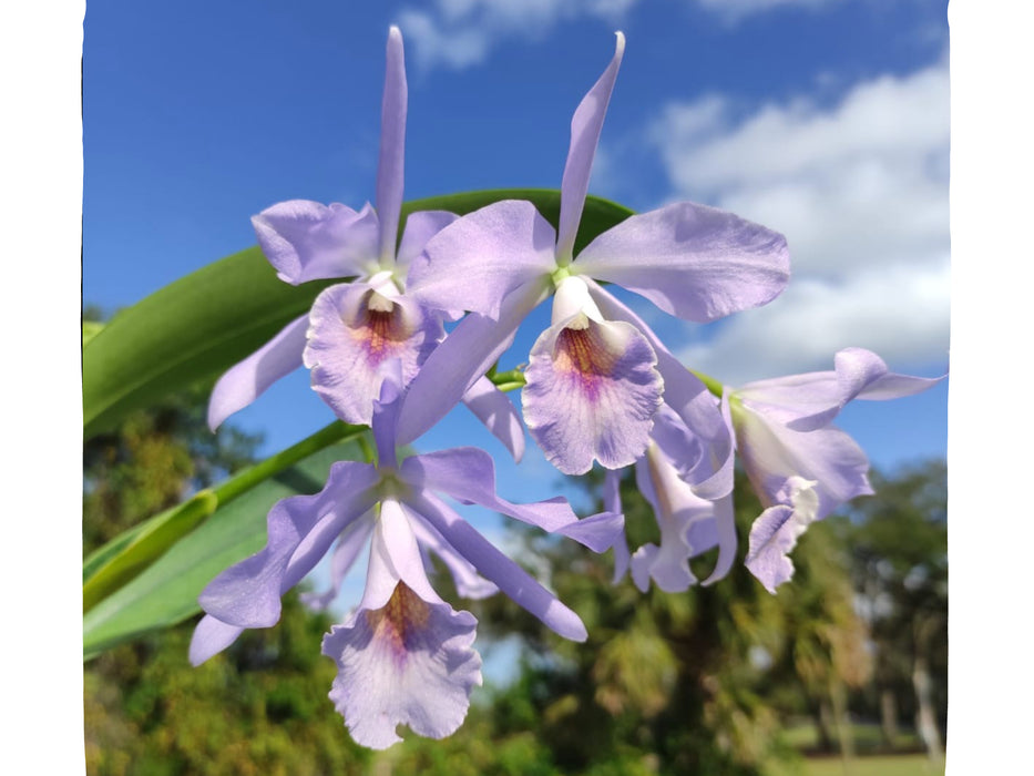 Cattlianthe Chloris f. coerulea
