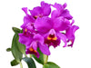 Cattlianthe Little Irene